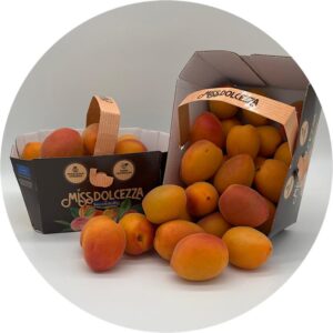 ALBICOCCHE