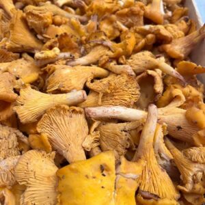 FUNGHI FINFERLI